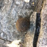 Found this tennis ball inside a dowpipe